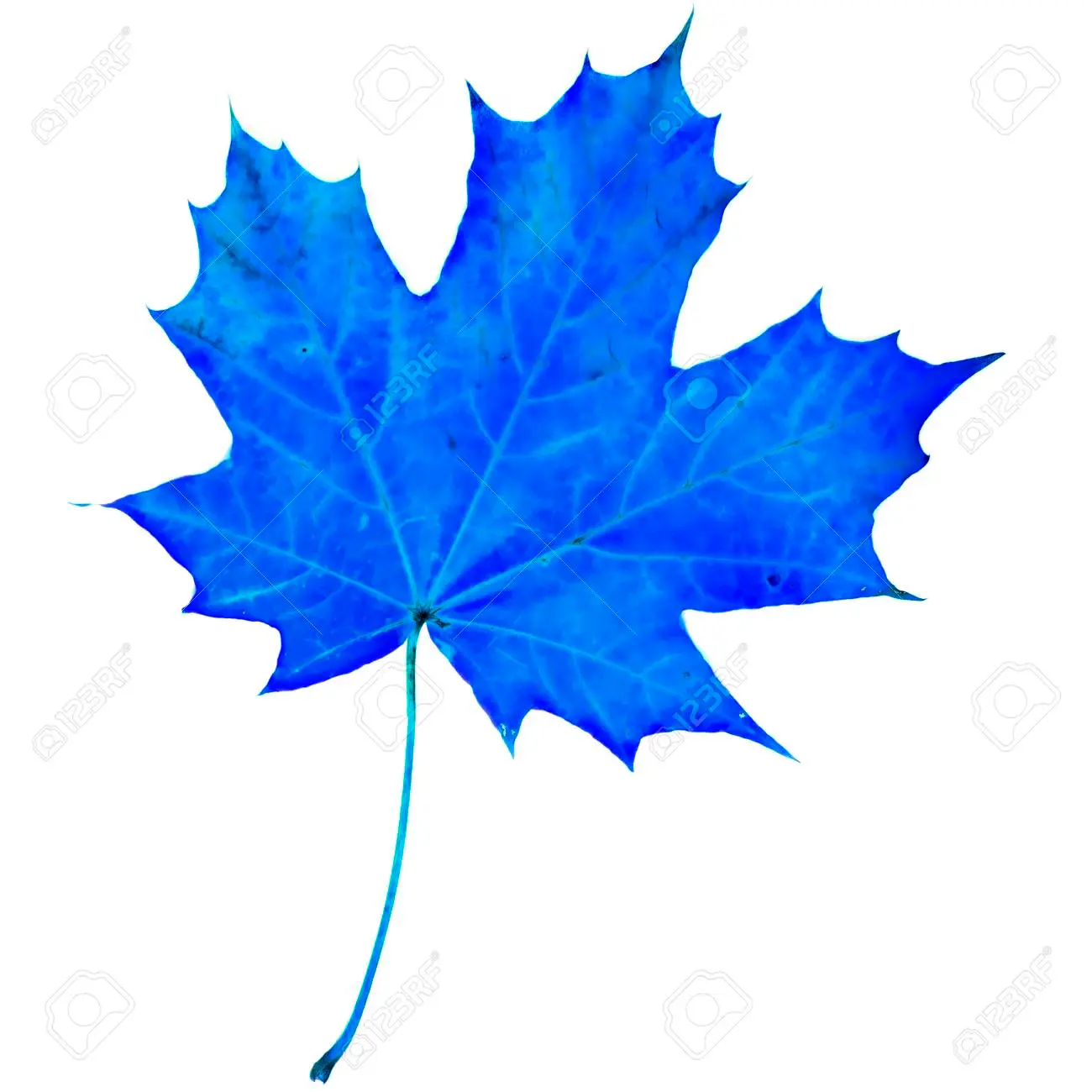 blue_leaf.webp